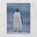Recherche de glace cartes postales Animal