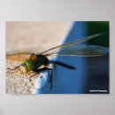 Recherche de ailes photographie Insectes