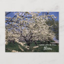 Recherche de arbre fruitier cartes postales Floraison