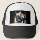 Recherche de carlin noir casquettes Animaux familiers