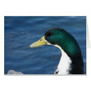 Recherche de canards de parc Sauvagine