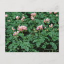 Recherche de vert pomme cartes postales Nature