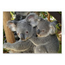 Recherche de koala gris cartes postales Faune