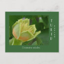 Recherche de arbre peuplier cartes postales Fleur