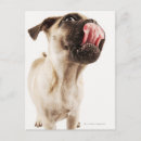 Recherche de dog breed posters Animaux