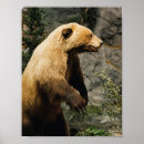 Recherche de ours brun posters Faune