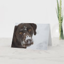 Recherche de amant de chocolat cartes postales Chien
