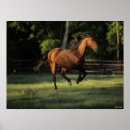 Recherche de cheval de baie posters Champ