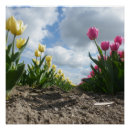 Recherche de tulipe rose posters Pour tous
