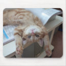 Recherche de chaton bébé tapis souris Aucunes personnes