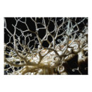 Recherche de animaux mer posters Étoiles de mer