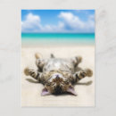 Recherche de bronzage cartes postales Chat