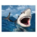 Recherche de great white shark posters Requin