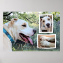 Zoek naar pitbull posters Gezelschapsdieren