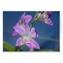 Recherche de meunier cartes postales Gros plan