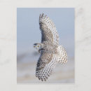 Recherche de hibou de neige cartes postales Oiseau
