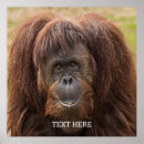 Recherche de singe gorille posters Faune