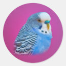 Recherche de perruque autocollants Animaux