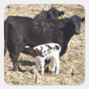 Zoek naar kalf stickers Schattig