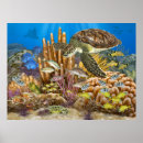 Zoek naar schildpad posters Onderwater
