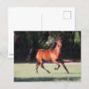 Recherche de cheval de baie cartes postales Exécution