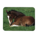 Recherche de warmblood Poulain