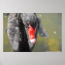 Recherche de cygne noir posters Cygnes