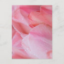 Zoek naar roze tulp briefkaarten Foto