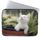 Recherche de turc Chaton