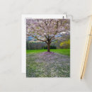 Recherche de arbre fleurissant rose Printemps