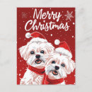 Recherche de amant de bi Noël bichon frisé