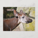 Recherche de okapi cartes postales Mammifère
