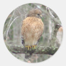 Recherche de faucon autocollants Oiseau
