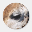 Recherche de girafe magnets Vie sauvage