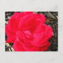 Recherche de bonjour amour cartes postales Rose