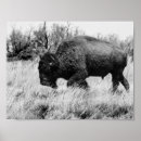 Recherche de bison américain posters Mammifères