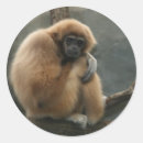 Recherche de gibbon autocollants Primate