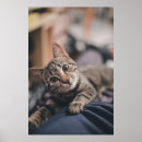 Zoek naar grote ogen posters Kat
