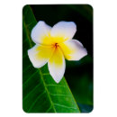 Recherche de plumeria magnets Hawaïen