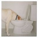 Recherche de toilette carreaux Humour