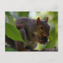 Recherche de oriental cartes postales Arbre