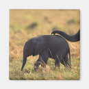 Recherche de ken magnets Faune