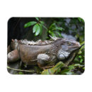 Recherche de zoo magnets Animaux