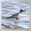 Recherche de oiseau mer posters Nature