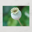 Recherche de graines cartes postales Flore