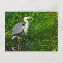 Zoek naar waadvogel posters Ardea herodias