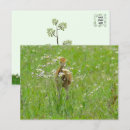 Zoek naar crane briefkaarten Wildlife fotografie