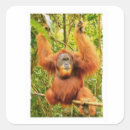 Recherche de primate autocollants Orang outan