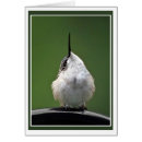Recherche de migration de colibri Nature
