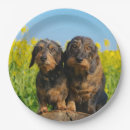 Recherche de dachshund paper assiettes Teckel